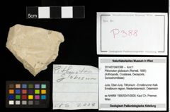 Foto (Objekt + Etiketten) von Pithonoton globosum (Remeš, 1895) 